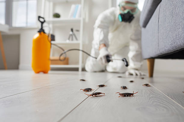 Commercial Kitchen Cockroach Control in Jacksboro